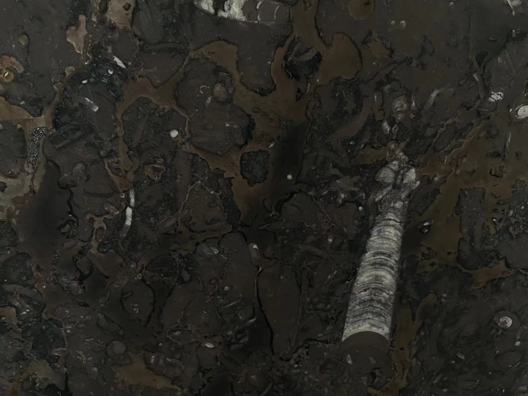 Gran Fossil Marble Leather Surface