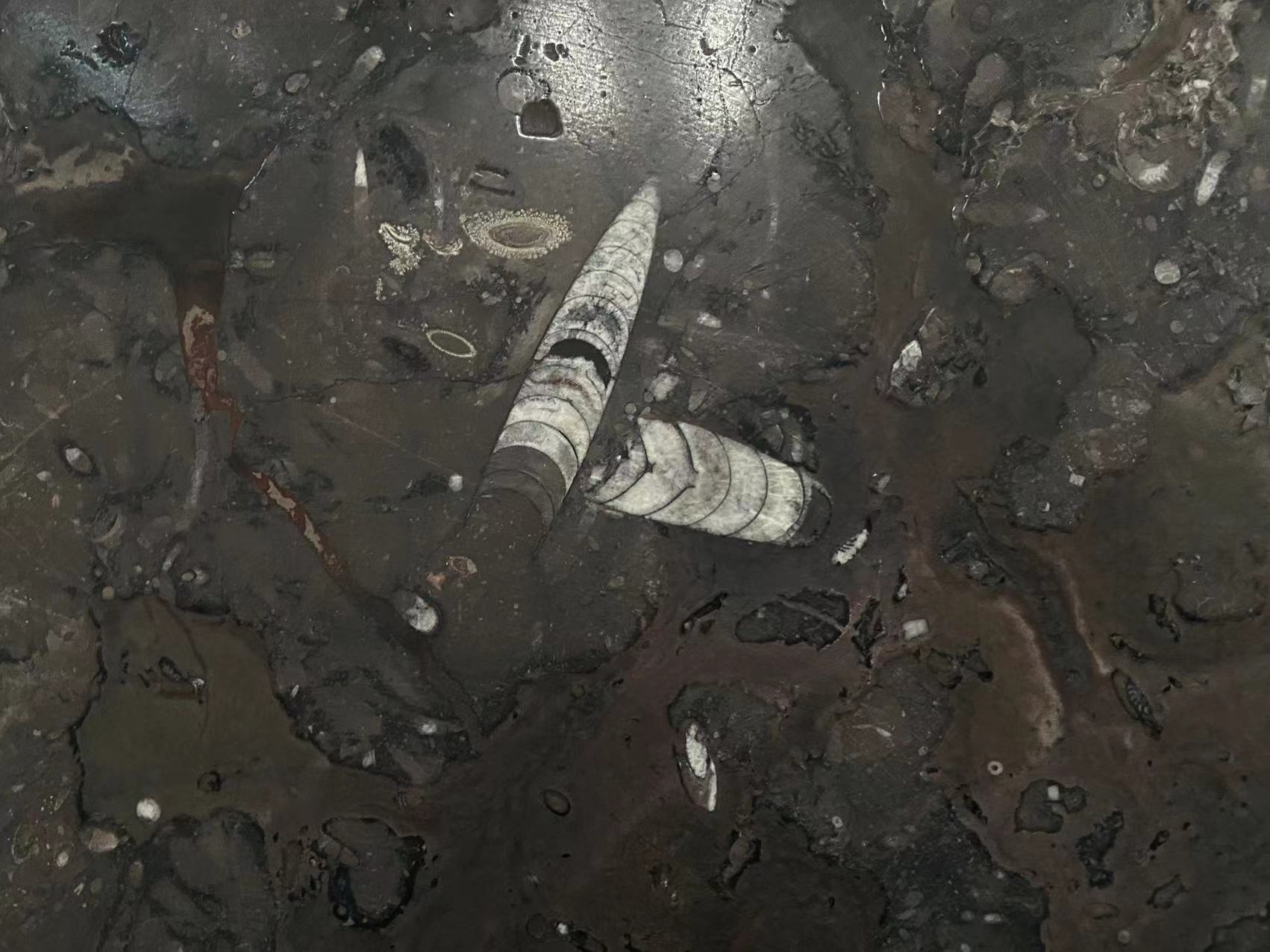 Gran Fossil Marble Leather Surface