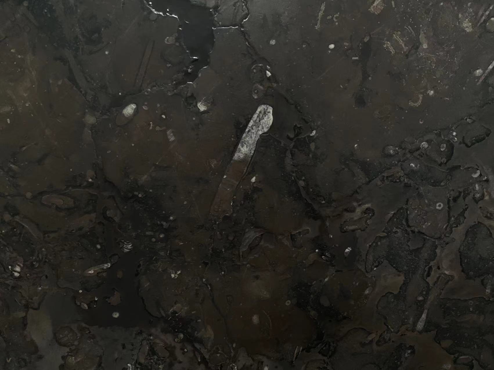 Gran Fossil Marble Leather Surface