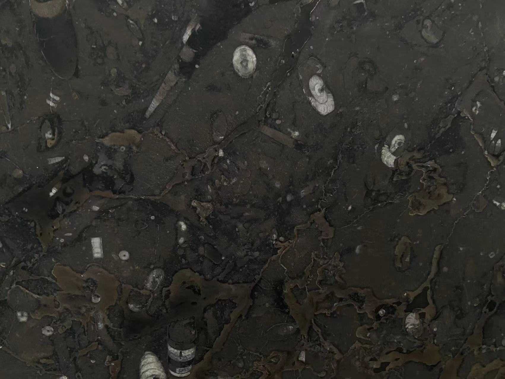 Gran Fossil Marble Leather Surface