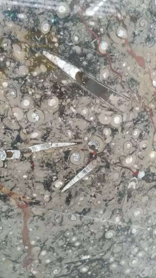 Gran Fossil Marble fossil wall