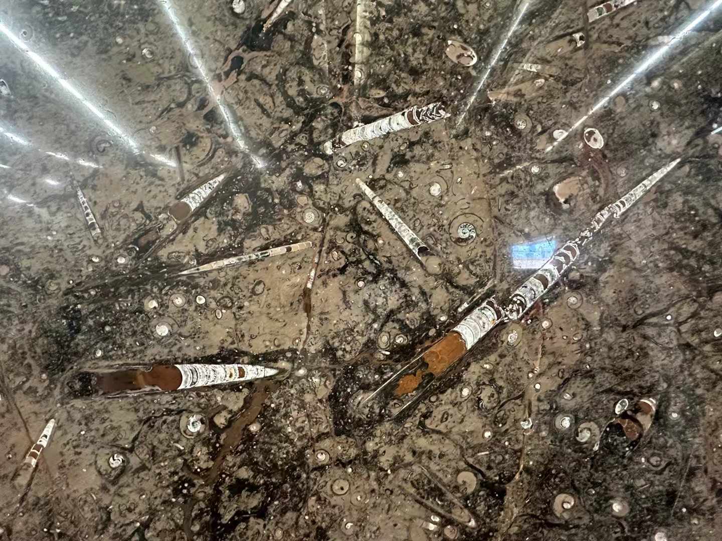 Gran Fossil Marble with fossils